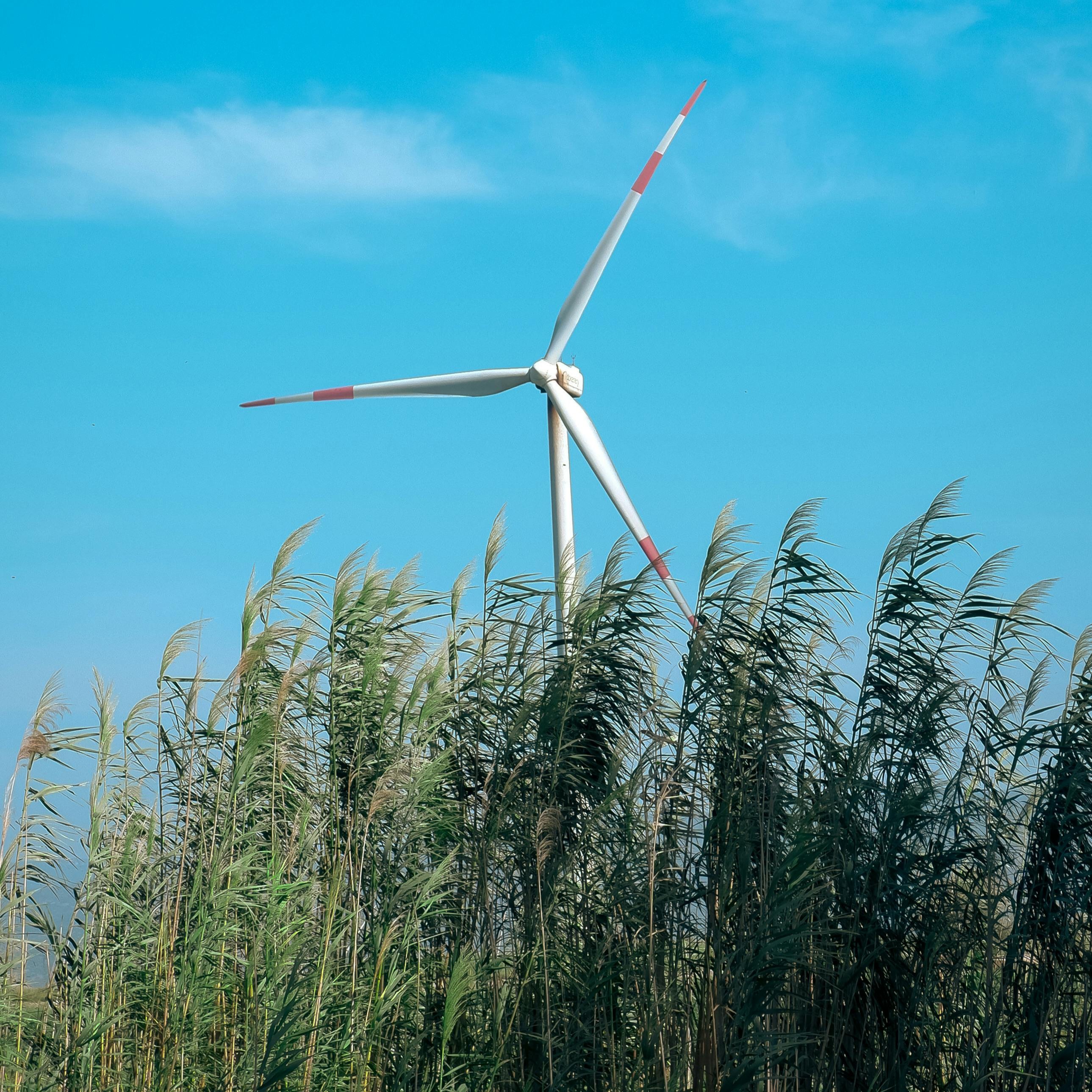 Leaf symbolizing sustainability in technology